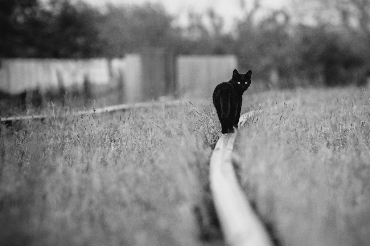 кошка на прогулке... - Алена Ковалева