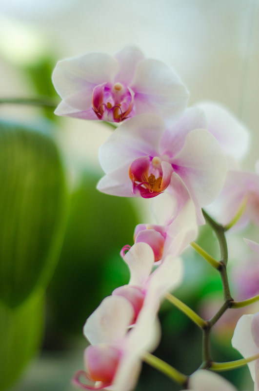 Орхидеи - Любовь 
