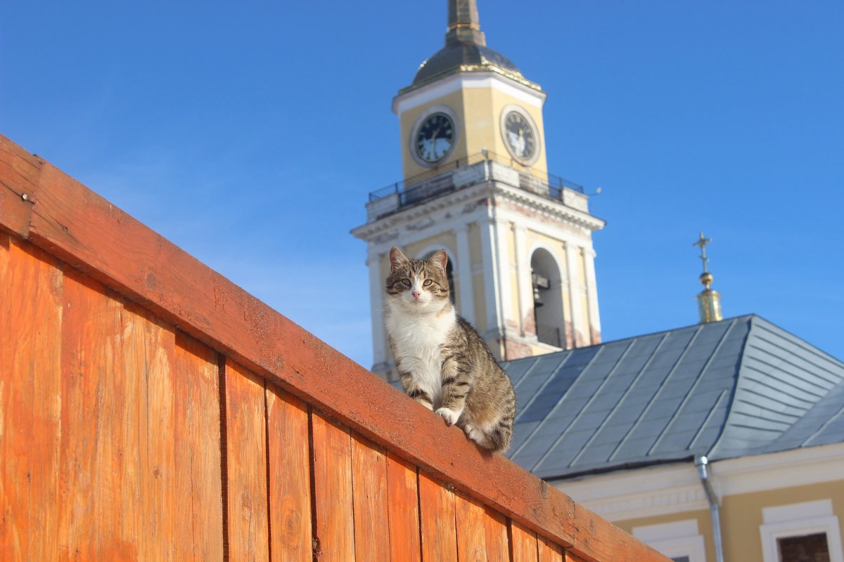 Монастырский кот - Андрей Чазов