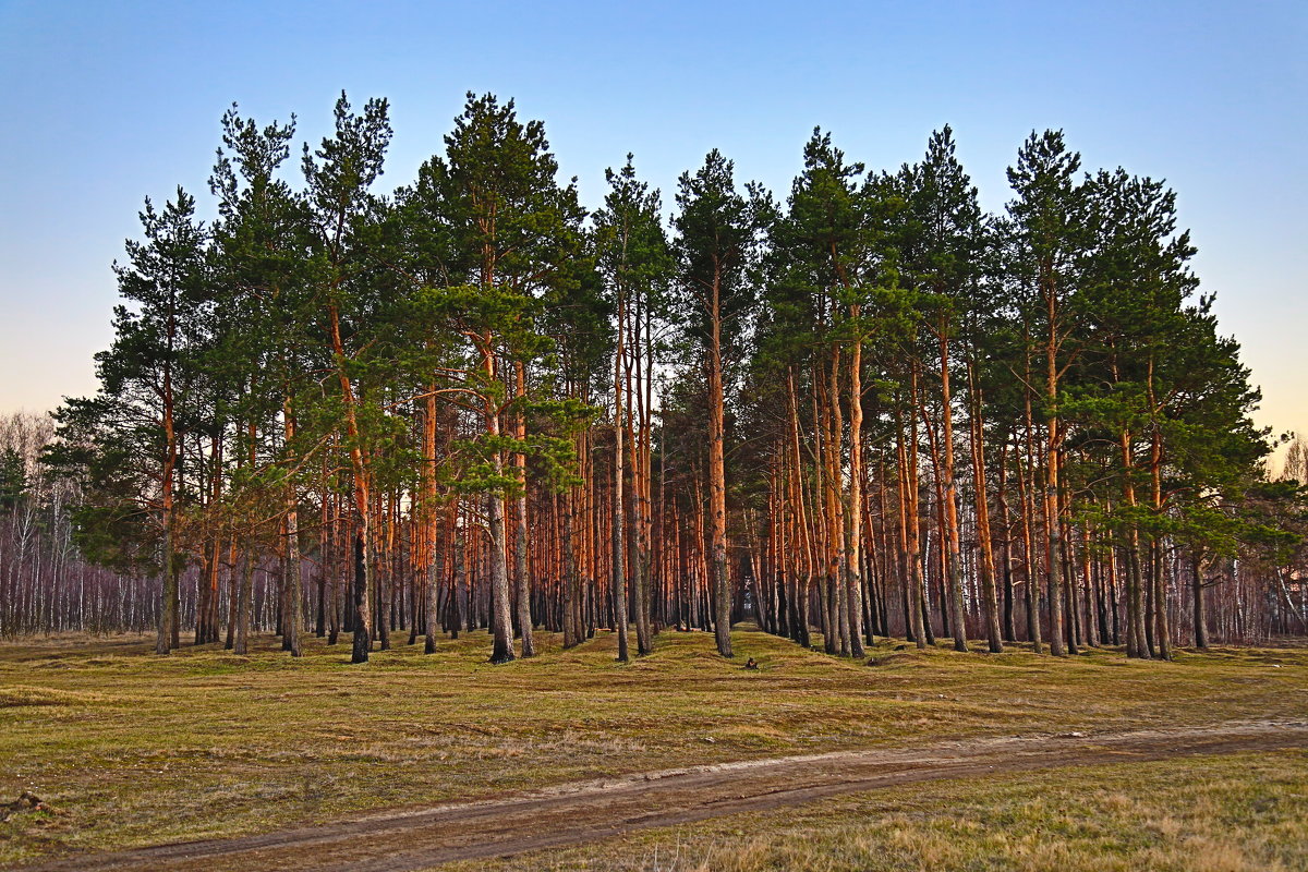 Лес - Сергей *