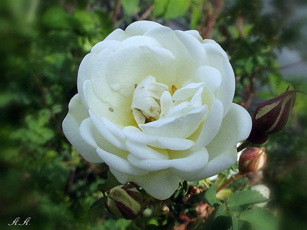 Белая роза - Freddy 97