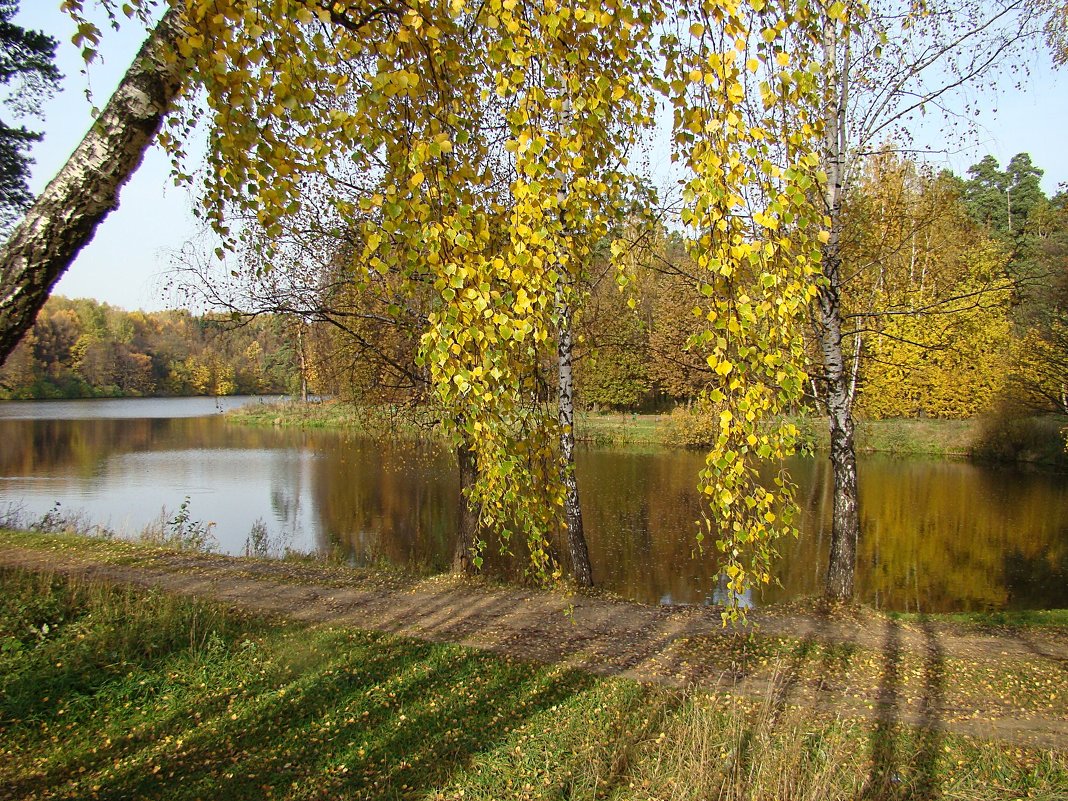 Золотая осень в Салтыковке. - юрий 
