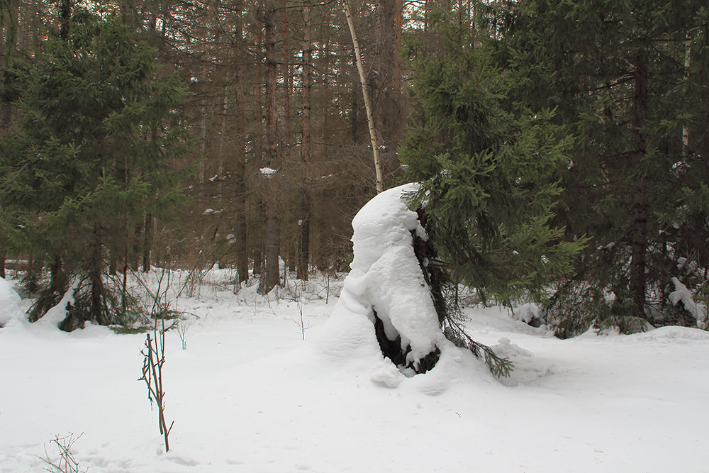 Снежные зарисовку в лесу. - Валерий.Талбутдинов, 