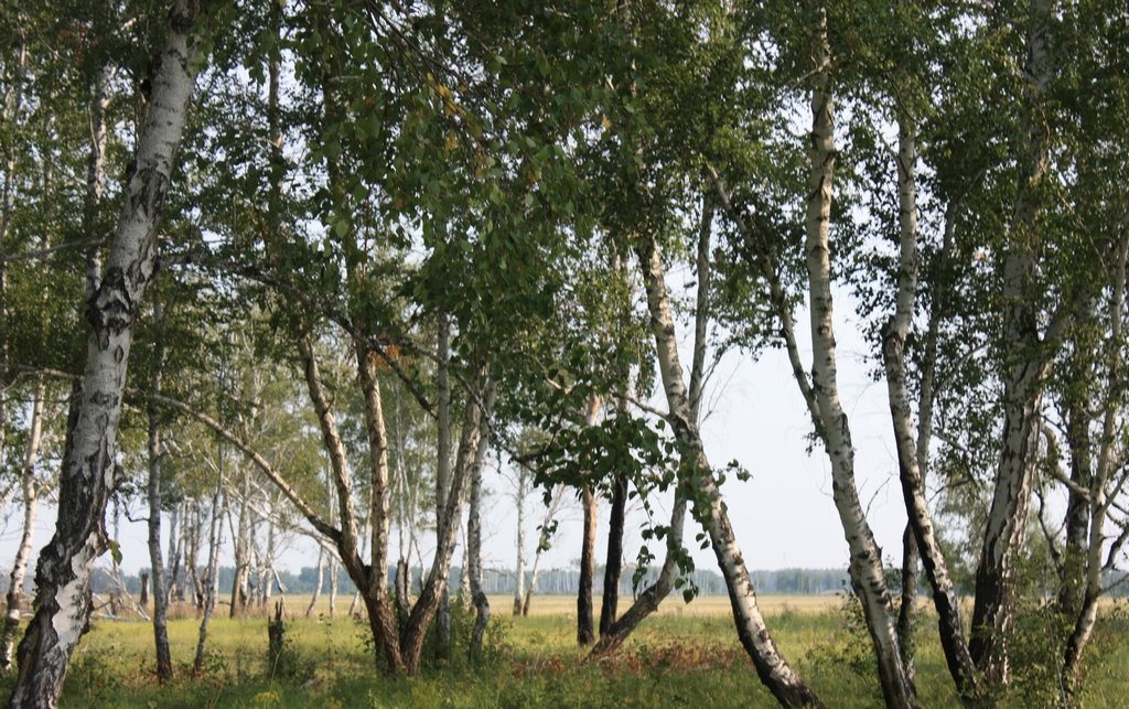 ульяновские  леса - сергеи шаманин