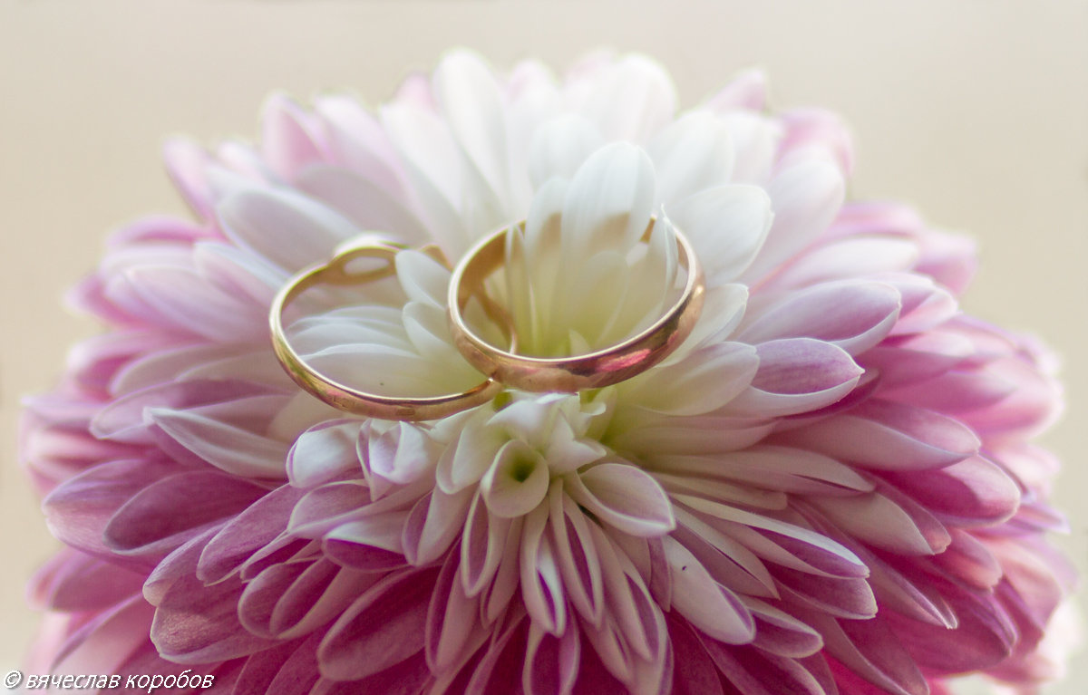 Обручальные кольца на цветущей хризантеме. - ВЯЧЕСЛАВ КОРОБОВ