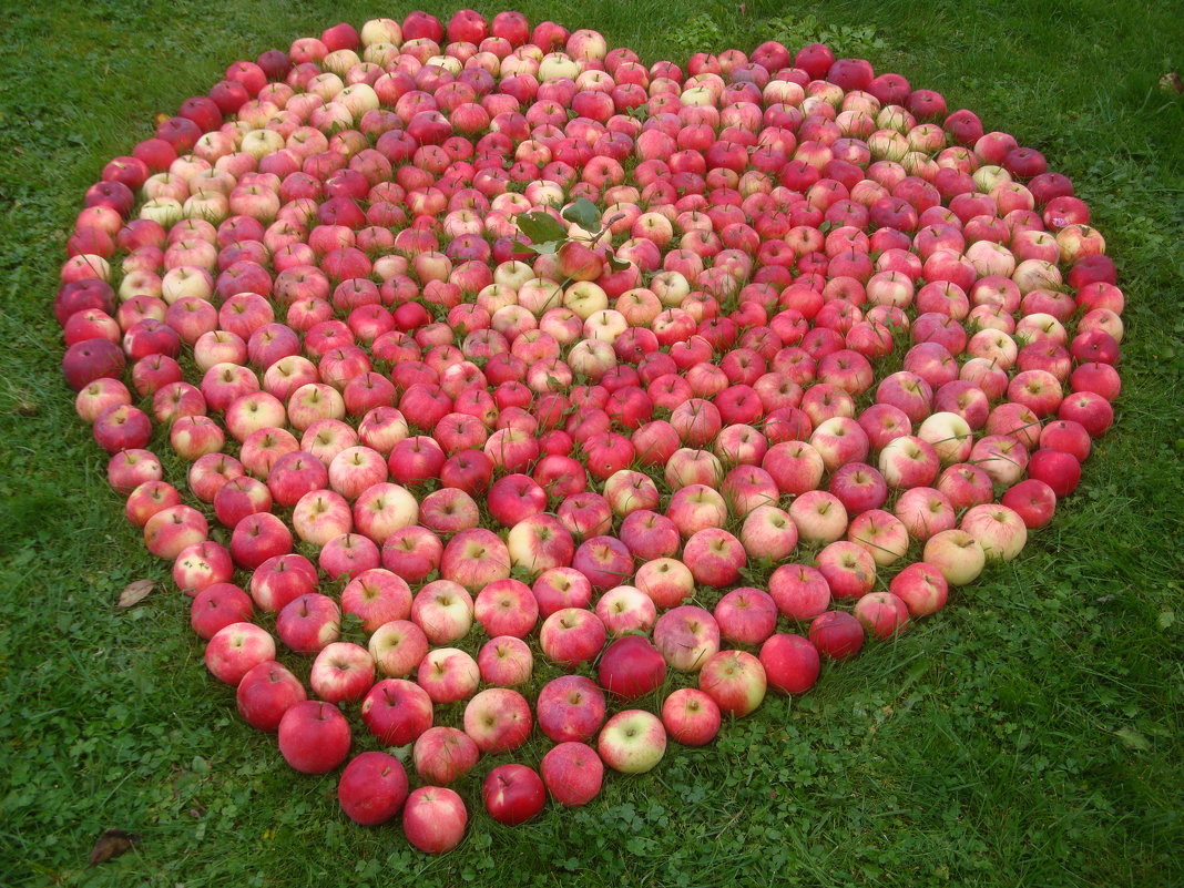 Яблочки сердечные :) - Mariya laimite