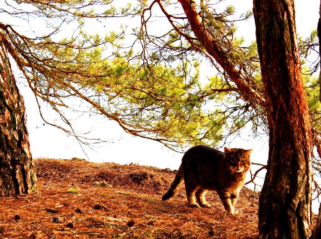 дикий лесной кот - Жанна Забугина