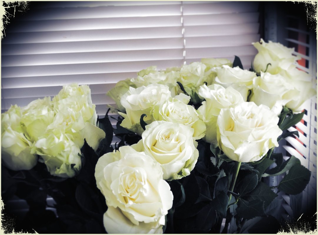 Белые розы, белые розы... - Светлана Лысенко