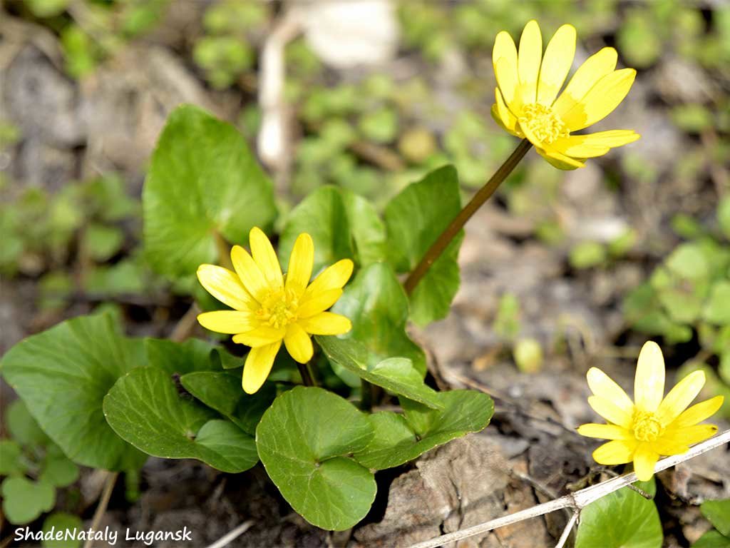 Желтый цветок - Наталья (ShadeNataly) Мельник