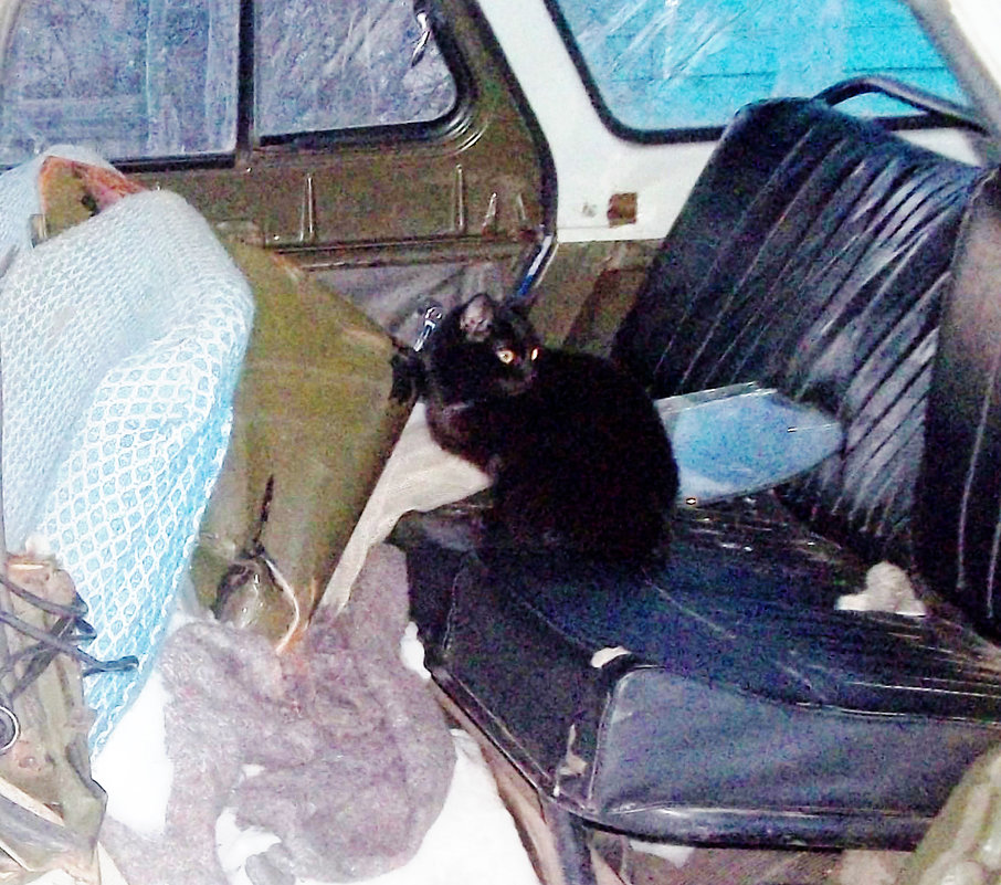 Чёрная кошка в разбитой машине своего хозяина - Владимир Ростовский 