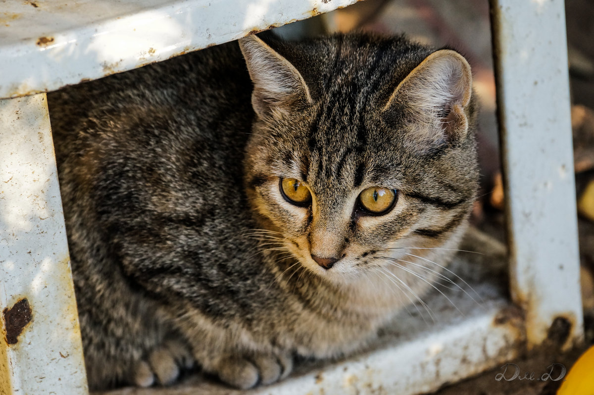 Котэ в домике - Дмитрий 