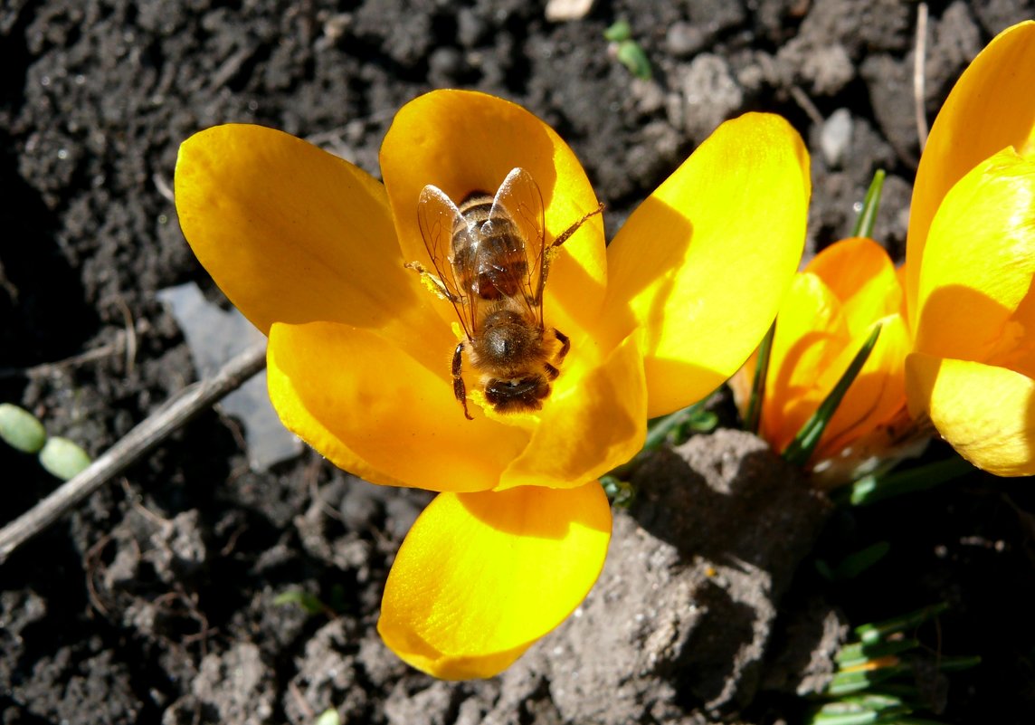 Золотая пчела на весеннем цветке - Елена Елена