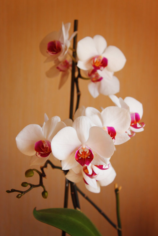 Орхидея в цвету - Olga Volkova