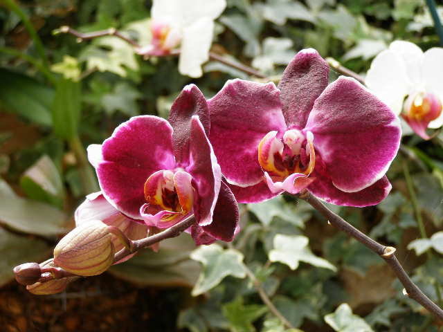 Орхидея - Герович Лилия 