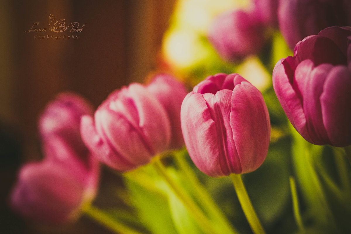 tulips - Lana Dob