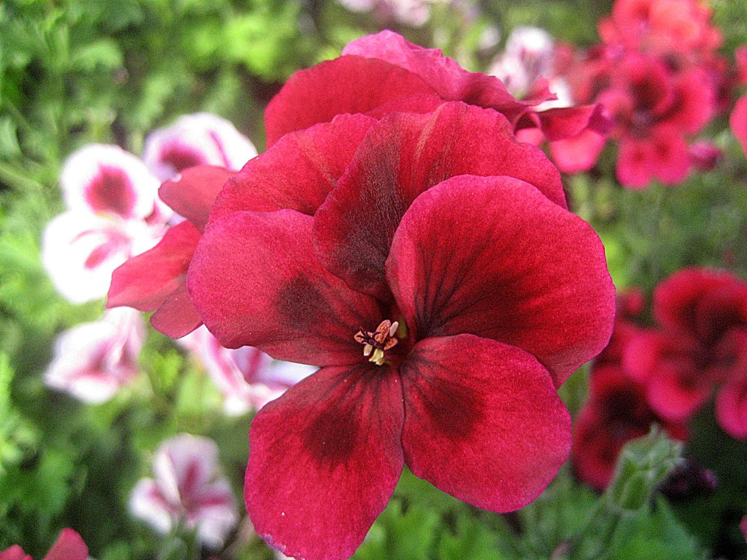 Pelargonium grandiflorum / Пеларгония крупноцветковая - laana laadas