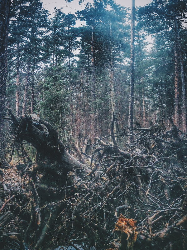 В лесу) - Александр Носов