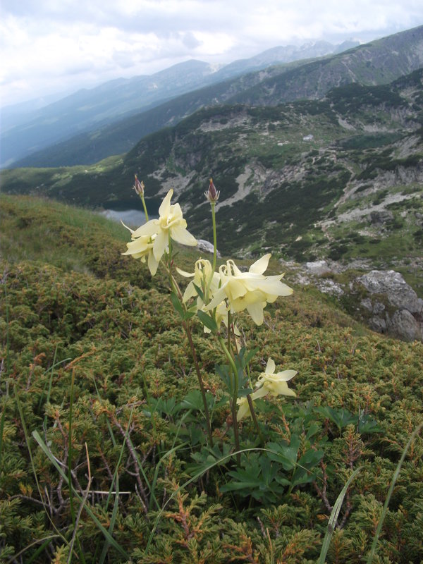 цветы на высоте 2150 м Рилы Болгария - Наталья 