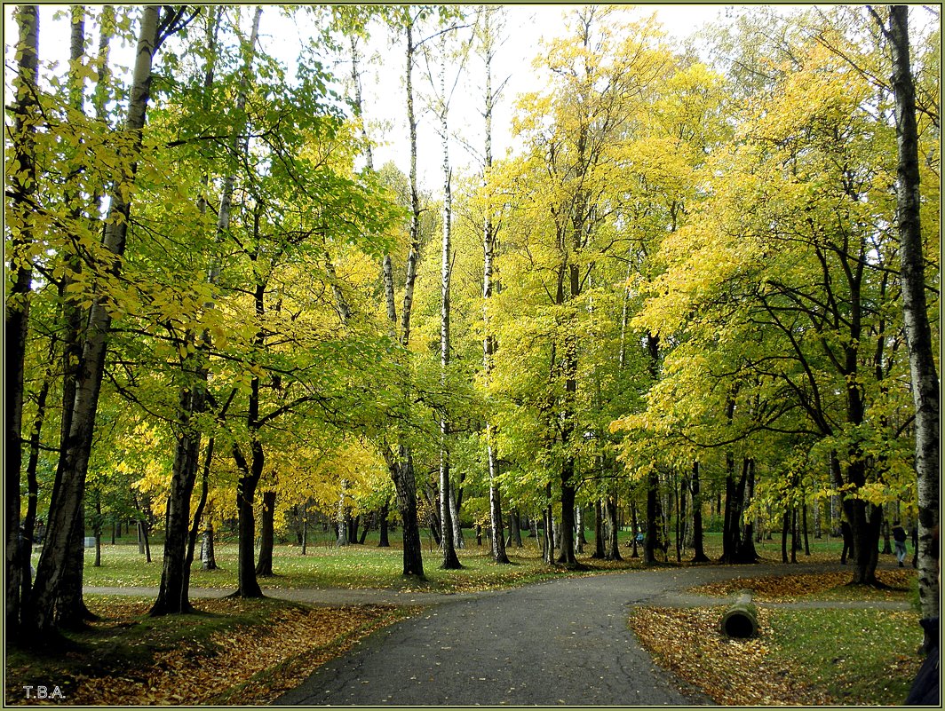 Осенний лес - Вера 
