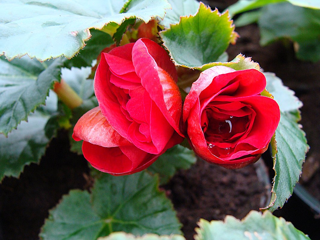 Begonia Barkos-Collection BALADIN - laana laadas