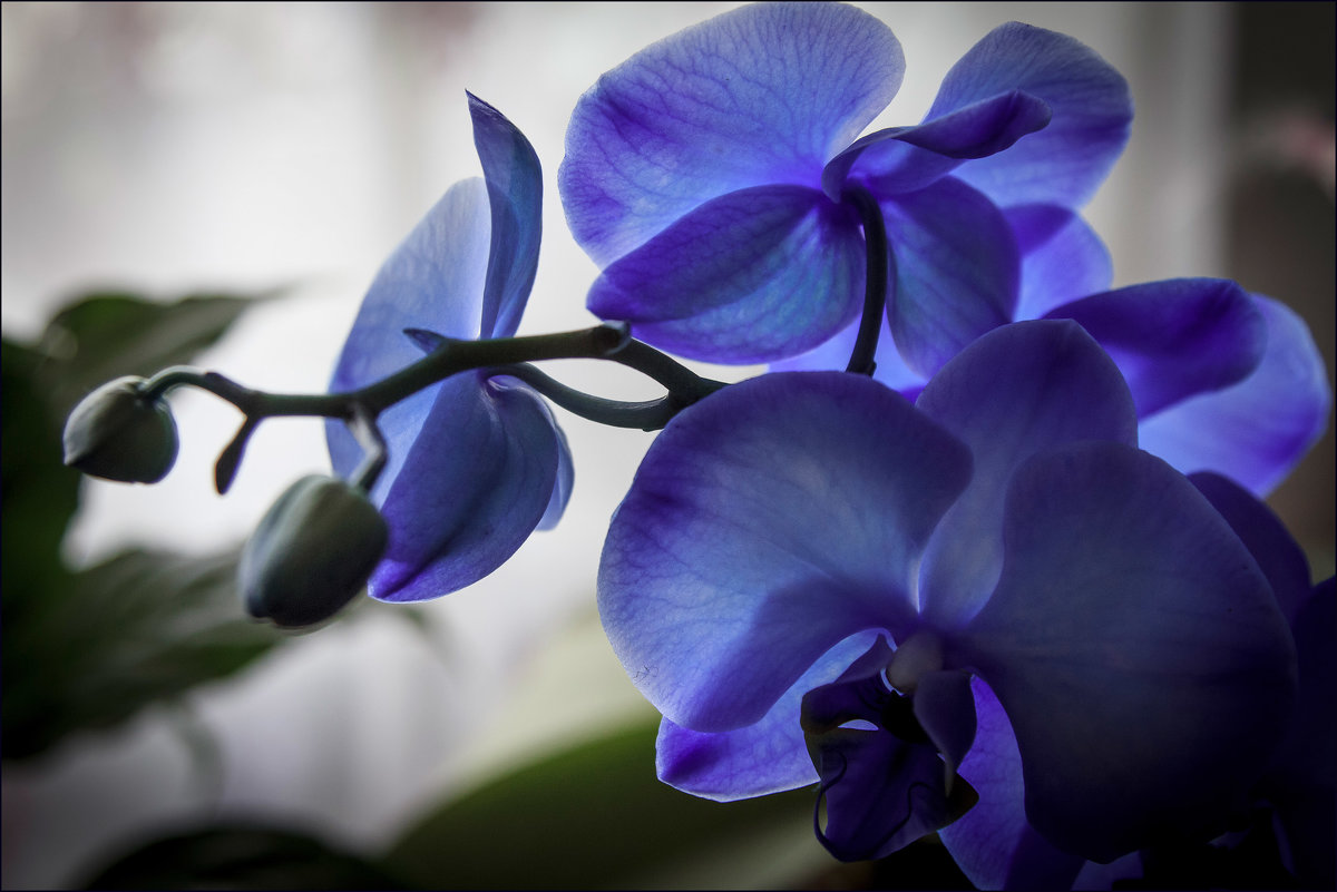 Голубая орхидея - Елена Ерошевич