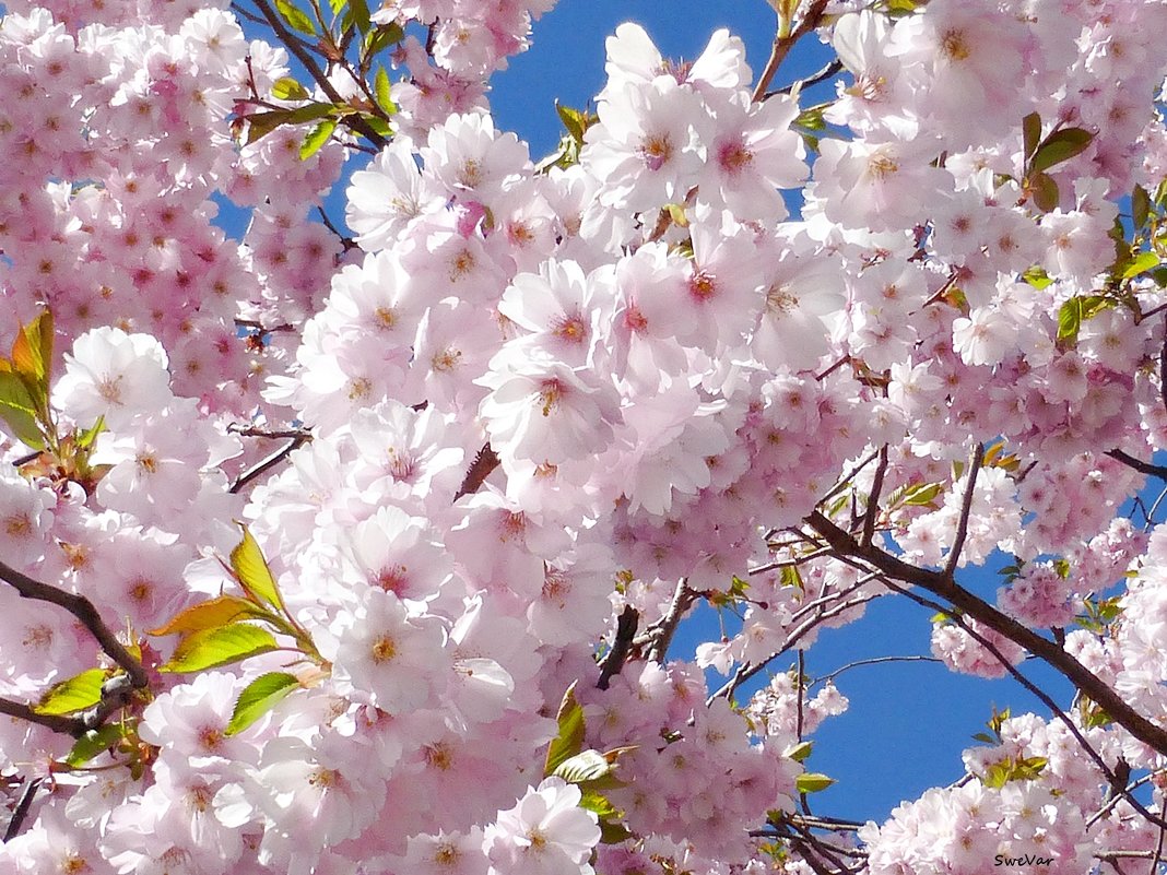 Весна в городе - wea *