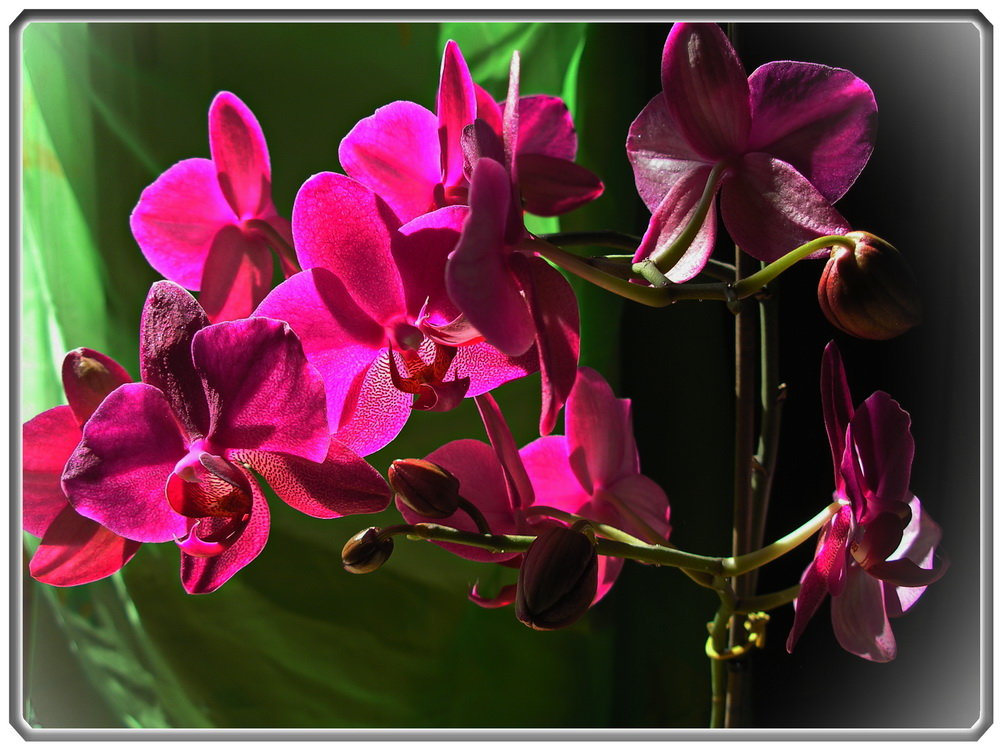 Цветение орхидеи - Любовь Чунарёва