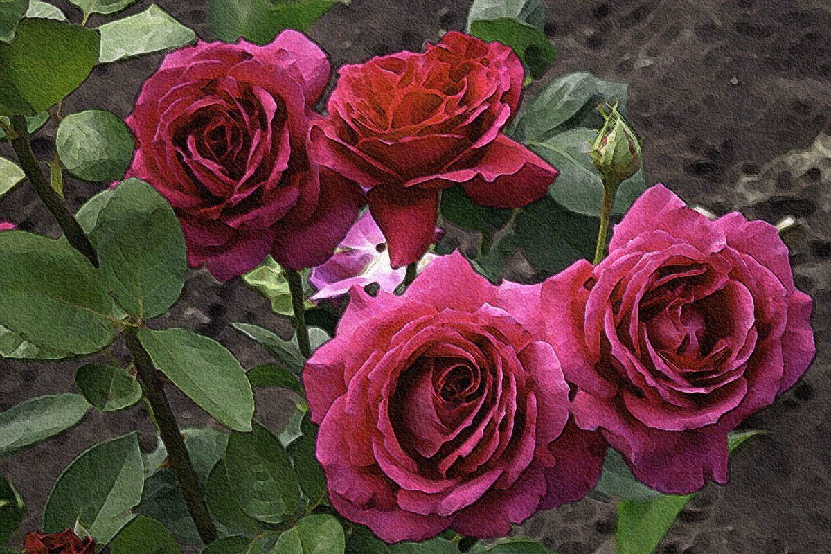 Розы - Андрей 
