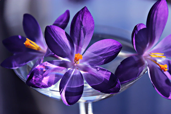 Цветы апреля - Mariya laimite