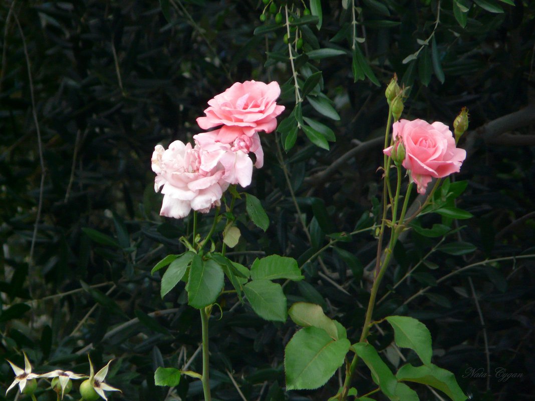 Розы на фоне оливы - Наталья (Nata-Cygan) Цыганова