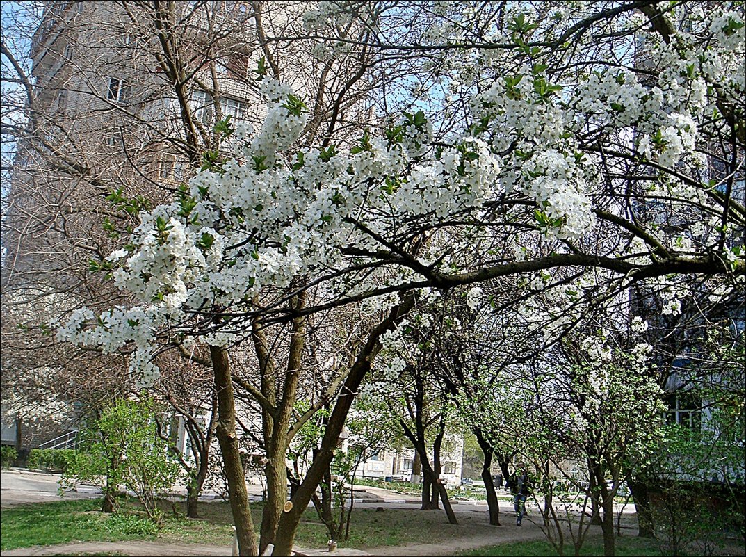 Ветка цветущей вишни - Нина Корешкова