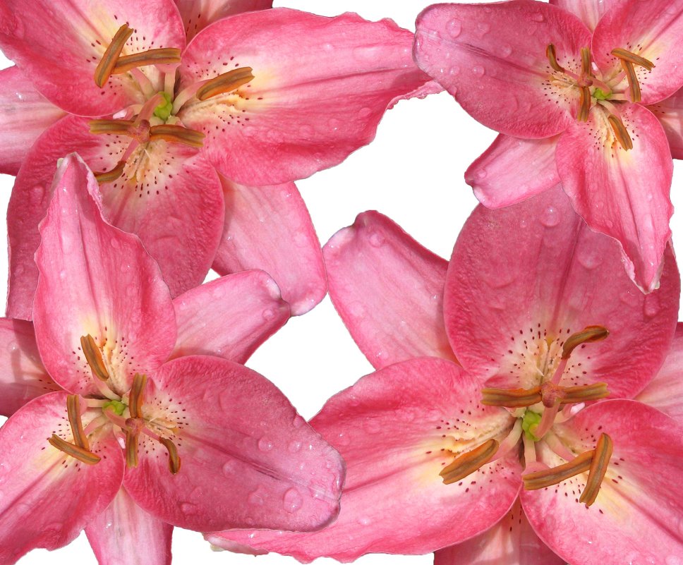 розовые лилии - Ангелина К