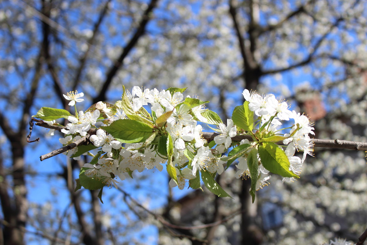 Весна - Istvan 