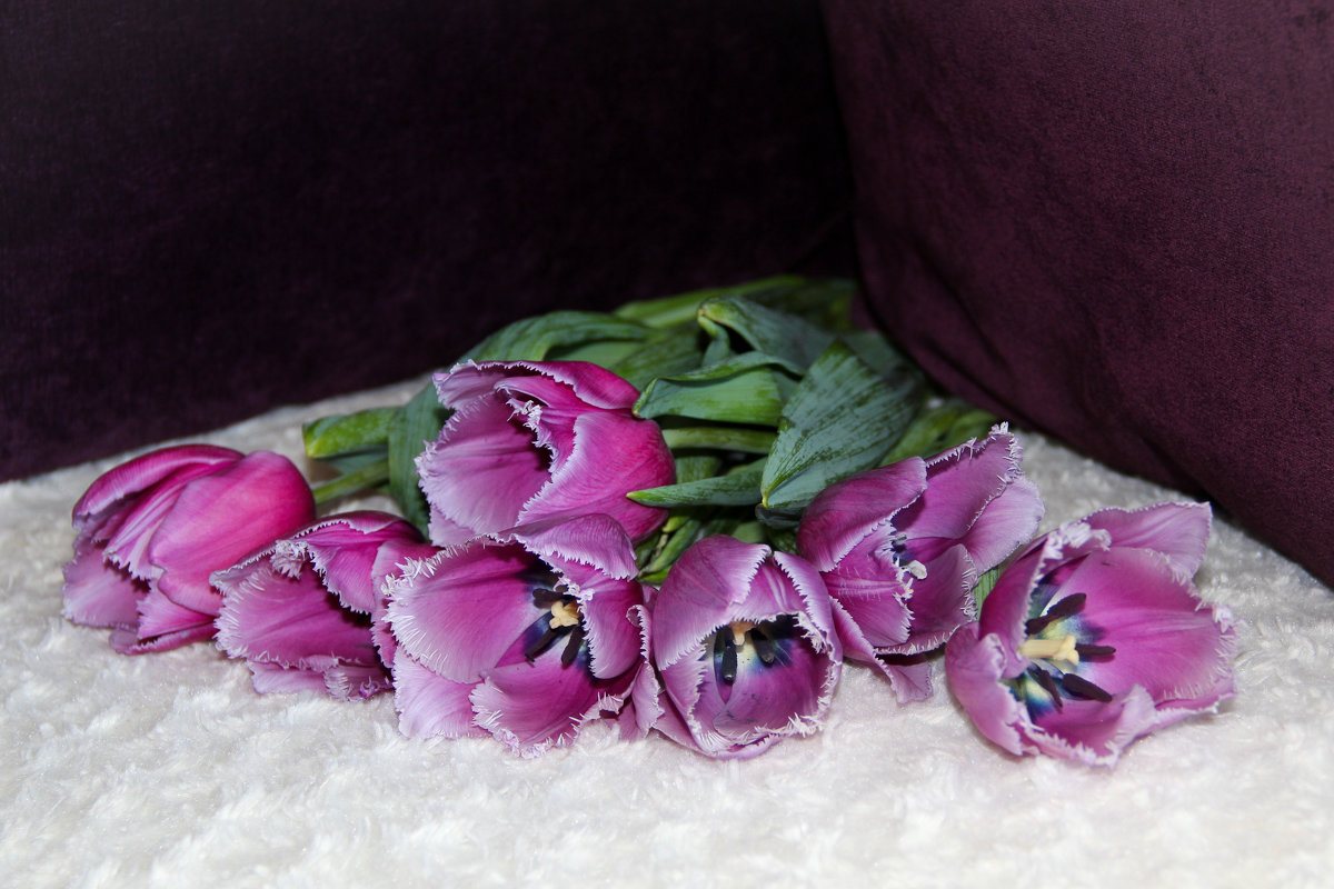 тюльпаны розовые - Ангелина К