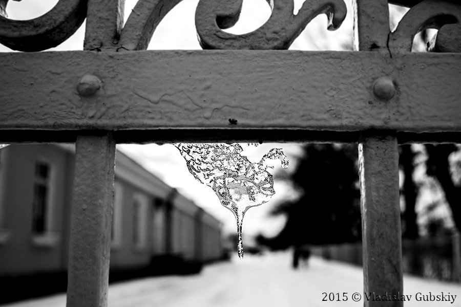 Сосулька на чугунных воротах в парке - Vladislav Gubskiy