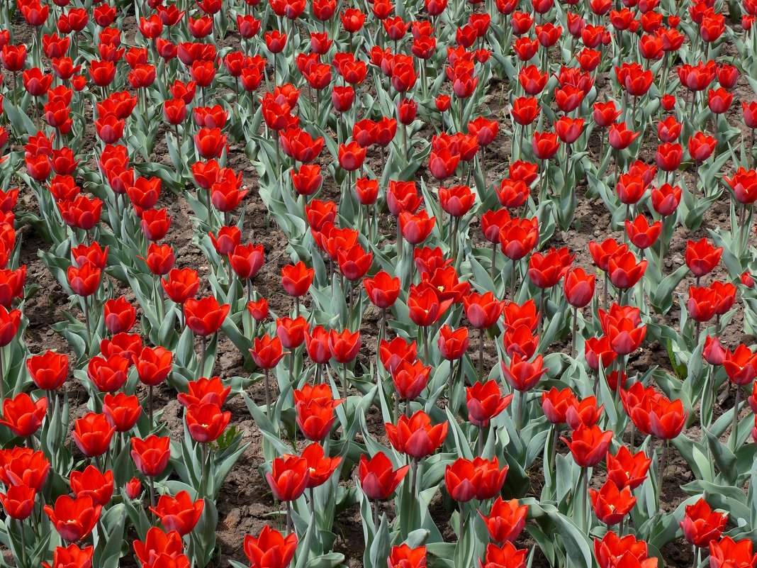 Красные тюльпаны- Атласа алого цветы, Предвестники Победы, Триумфа жизни и весны! - Елена Елена
