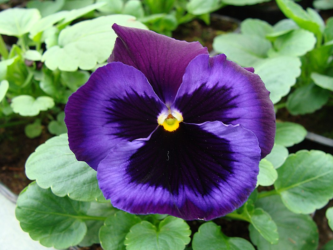 Viola x wittrockiana " Delta Viola Neon Violet  " - laana laadas