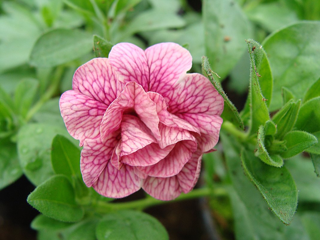 Calibrachoa Can-Can Rosies Pink Vein - laana laadas