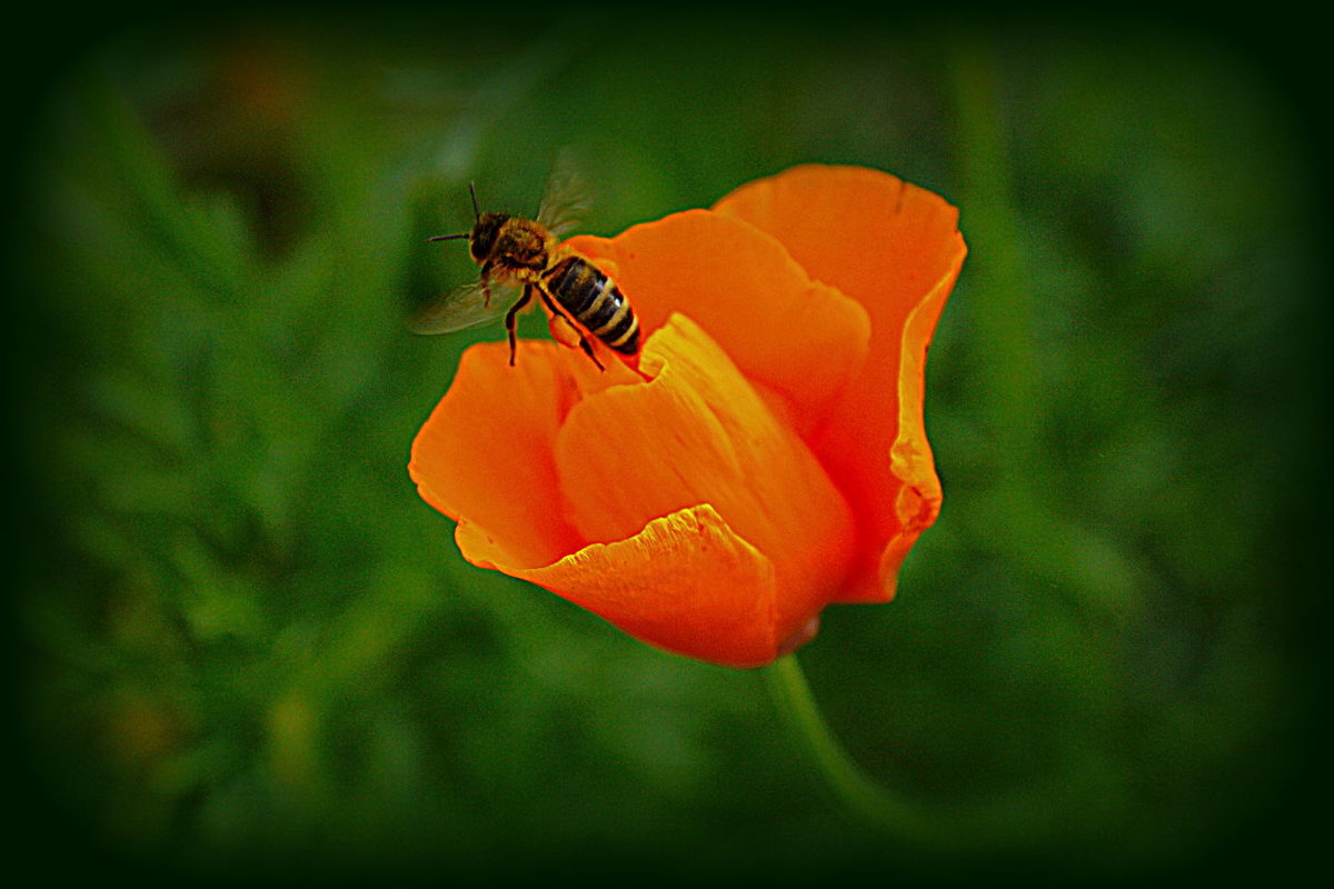 Пчела на цветке - НаталиКа 