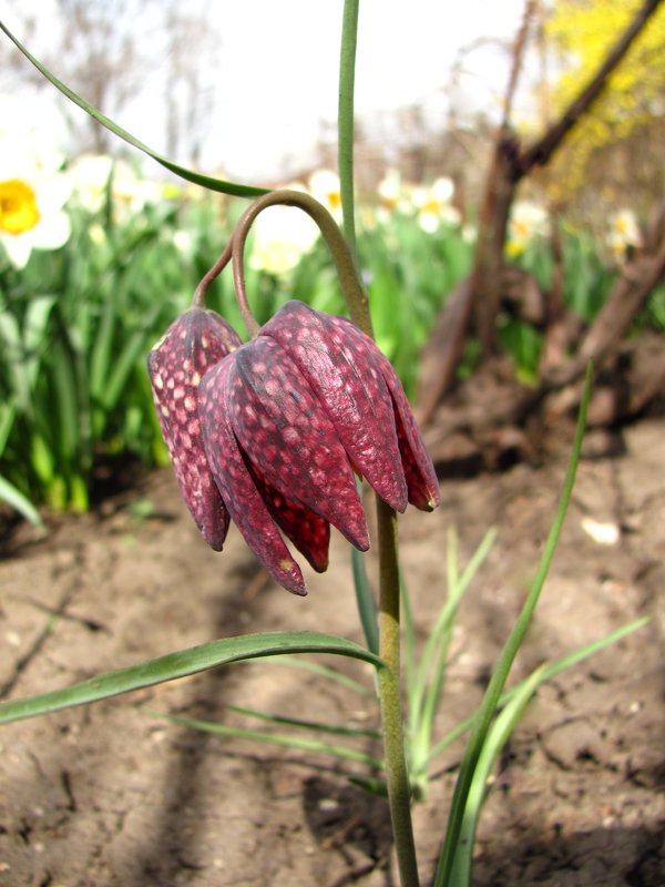 Рябчик шахматный - super-krokus.tur ( Наталья )