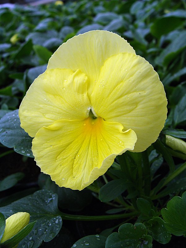Viola x wittrockiana " Pure Golden Yellow " - laana laadas