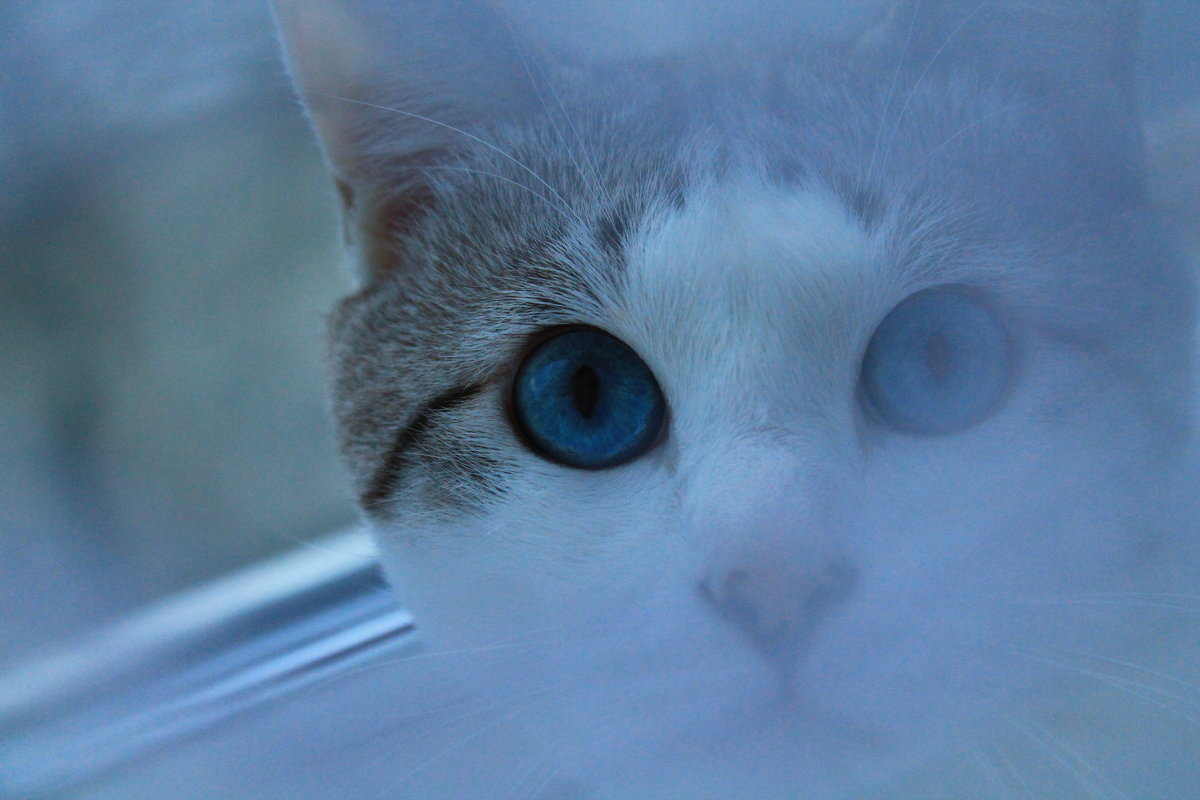 "Кошачьи глаза везде и всюду, они, как звезды на небе, не оставляют людей в одиночестве". - Zhanna Kushnareva
