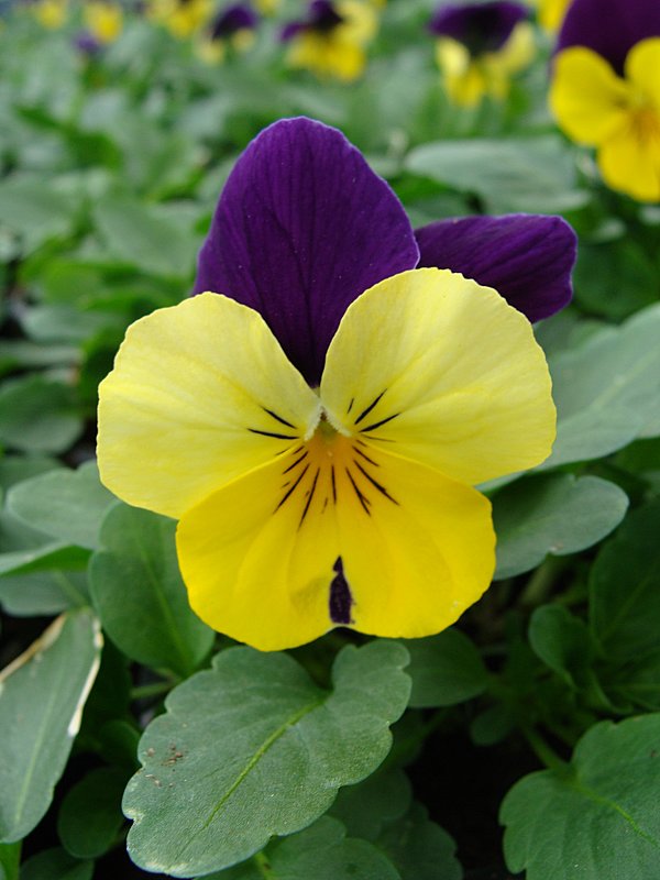 Viola x cornuta Rocky Yellow with Purple Wing - laana laadas