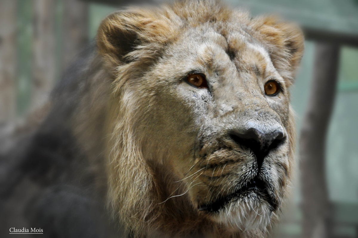 лев король зверей - Клаудия Мойш