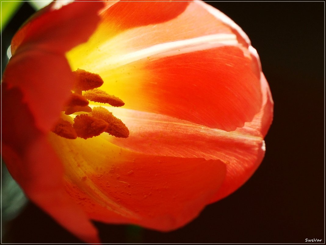 Пламенный цветок - wea *