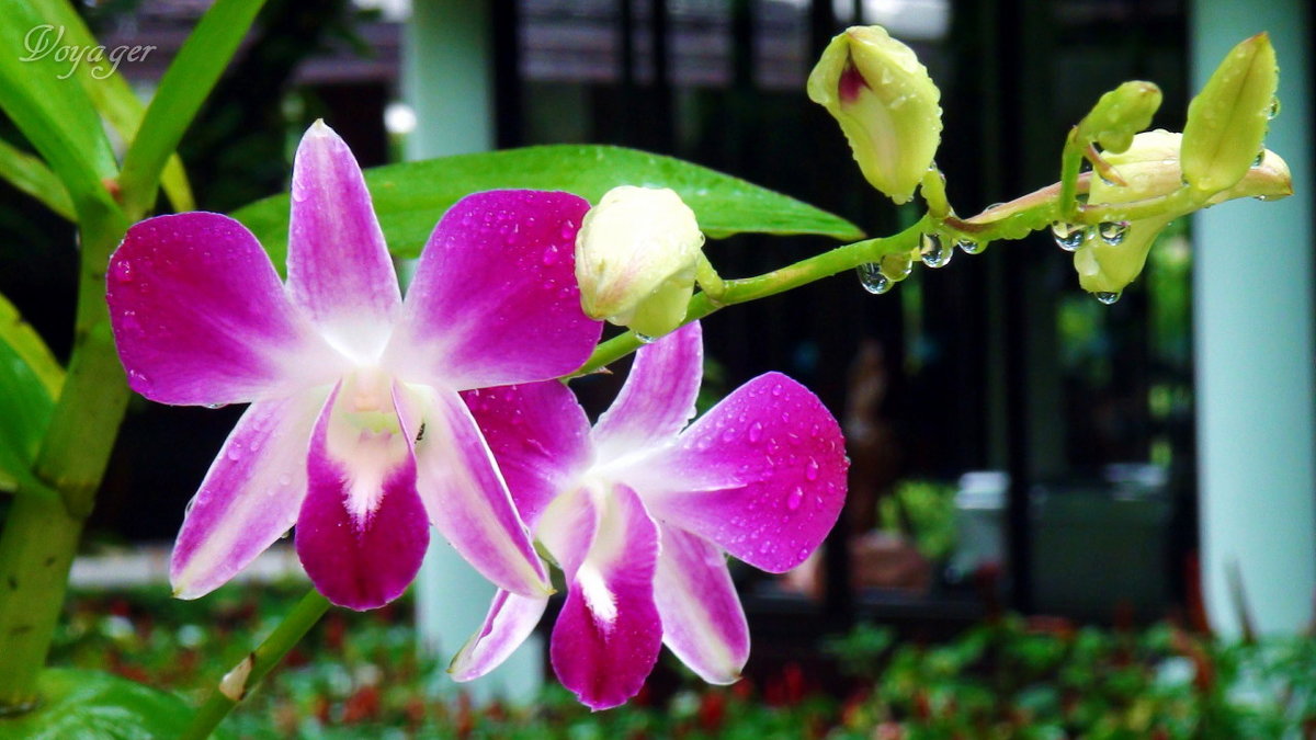 Орхидея - Voyager .