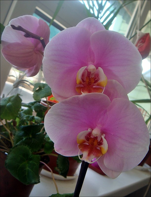 В мире орхидей - Нина Корешкова