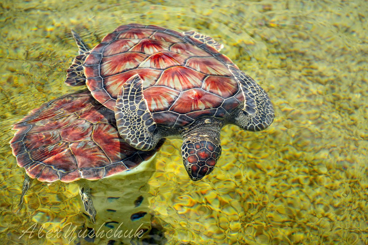 Морские черепахи - Лёша 