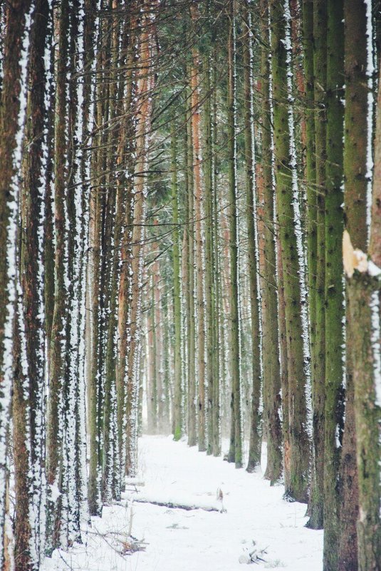 Зимний лес - Диана Лукашова