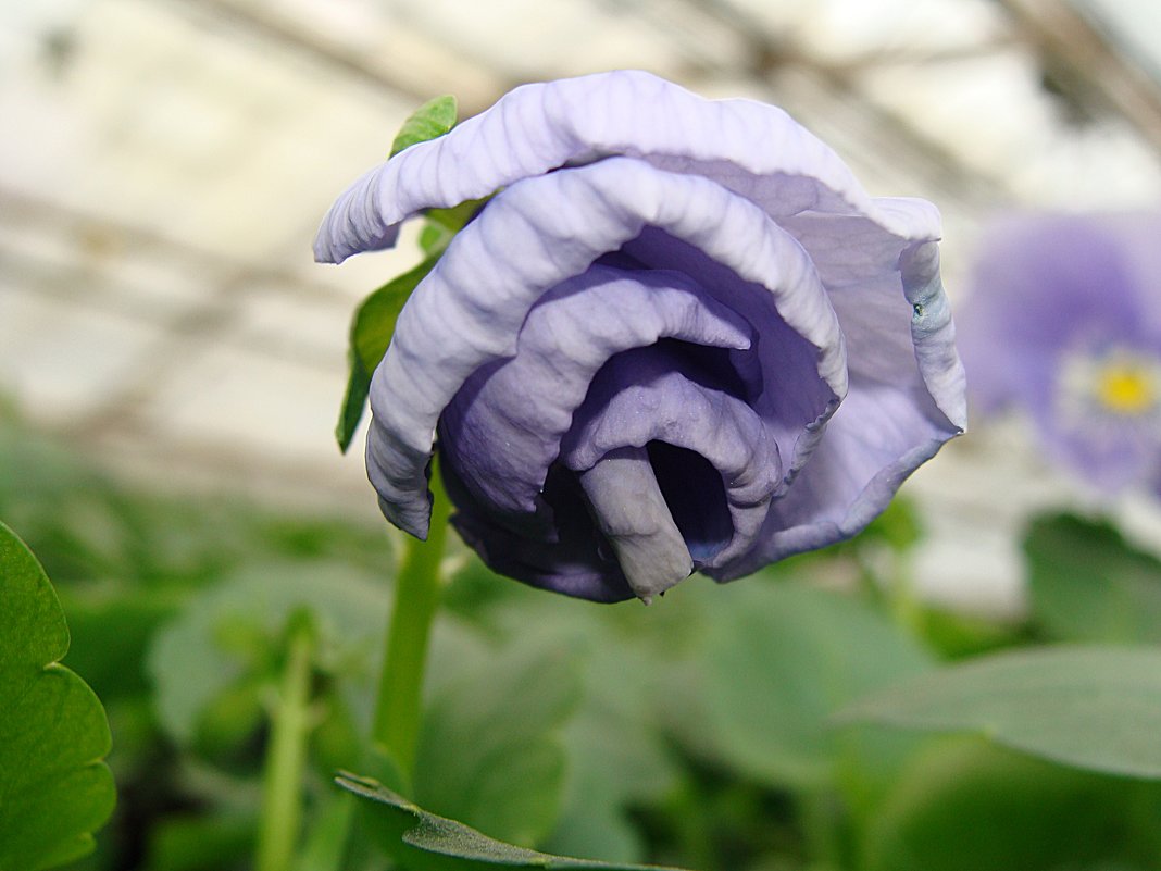 Viola x wittrockiana " Delta Pure Light Blue  " - laana laadas